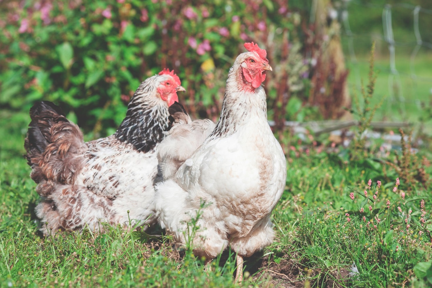How Farm Life Can Benefit Your Family