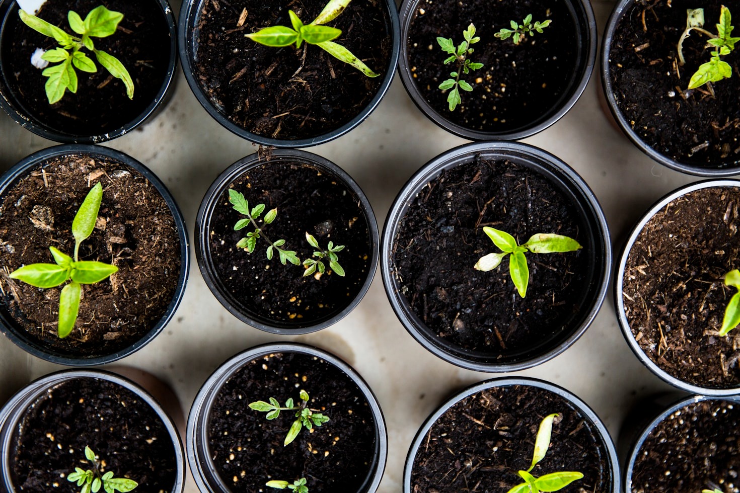 Discover the Joy of Growing Your Own Food